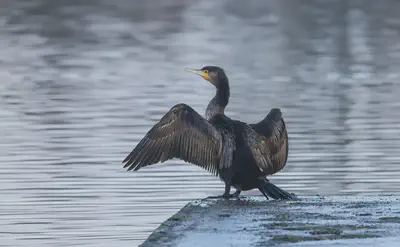 Photo by Kevin Grieve on [Unsplash](https://unsplash.com/photos/black-bird-on-gray-rock-near-body-of-water-during-daytime-yUispQVwPbs).