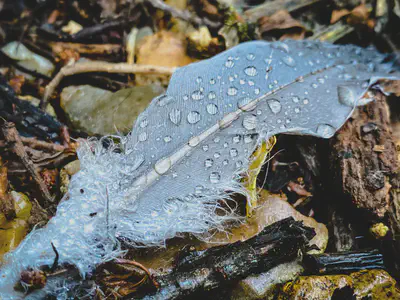 Photo by Ben Wicks on [Unsplash](https://unsplash.com/photos/white-and-gray-feather-on-brown-dried-leaves-fefHX3S-qhg).